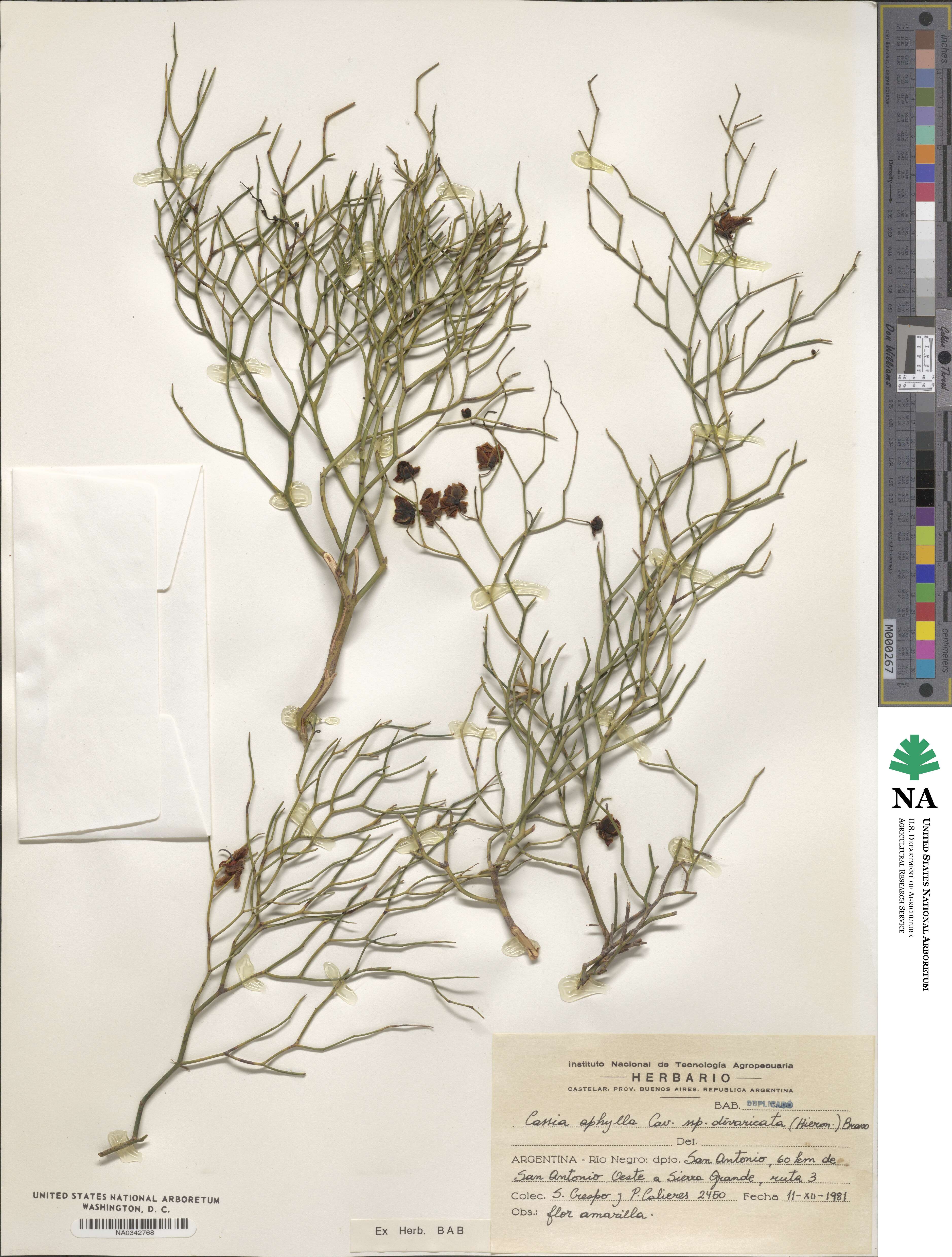 Senna aphylla image