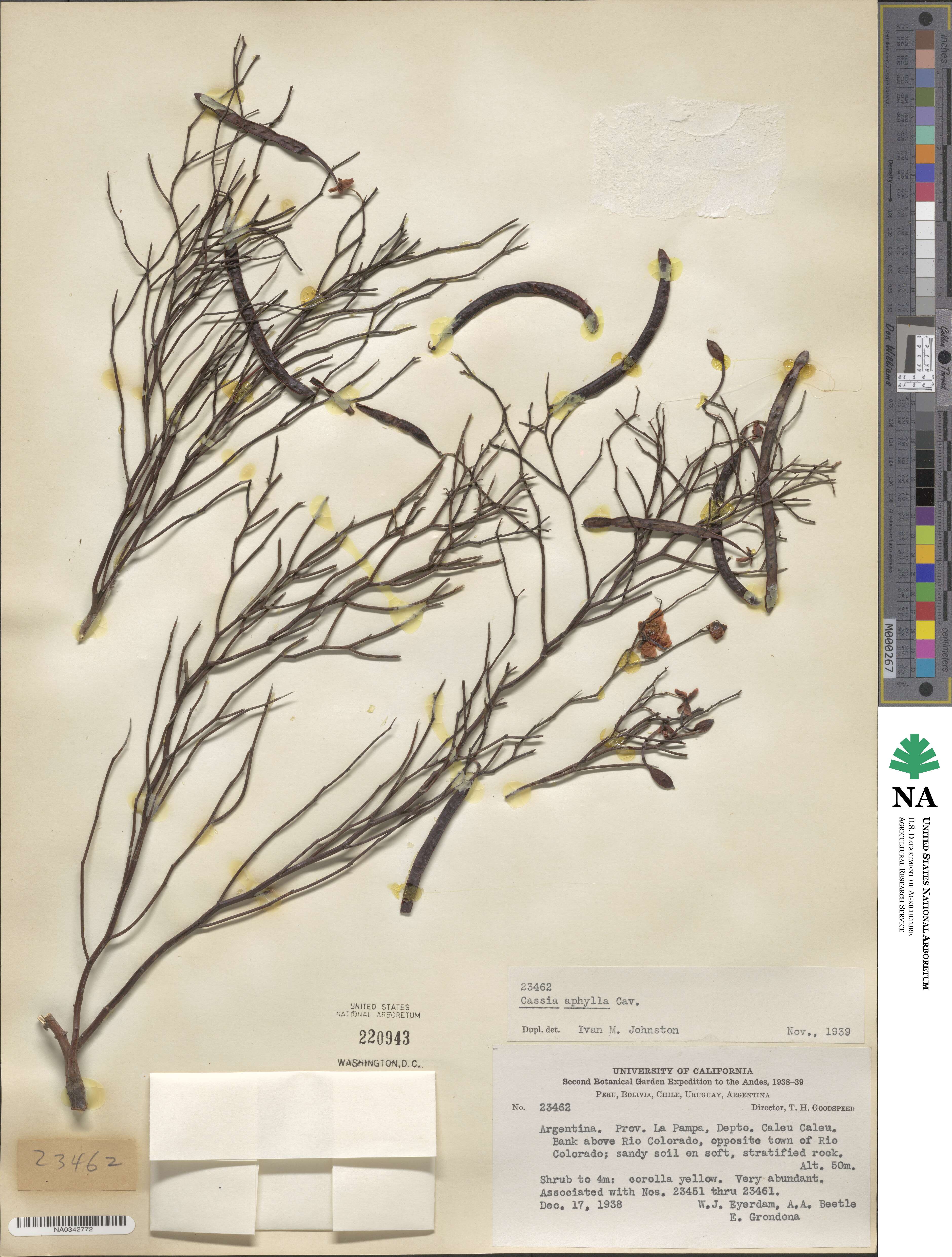 Senna aphylla image