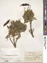 Senna arnottiana image