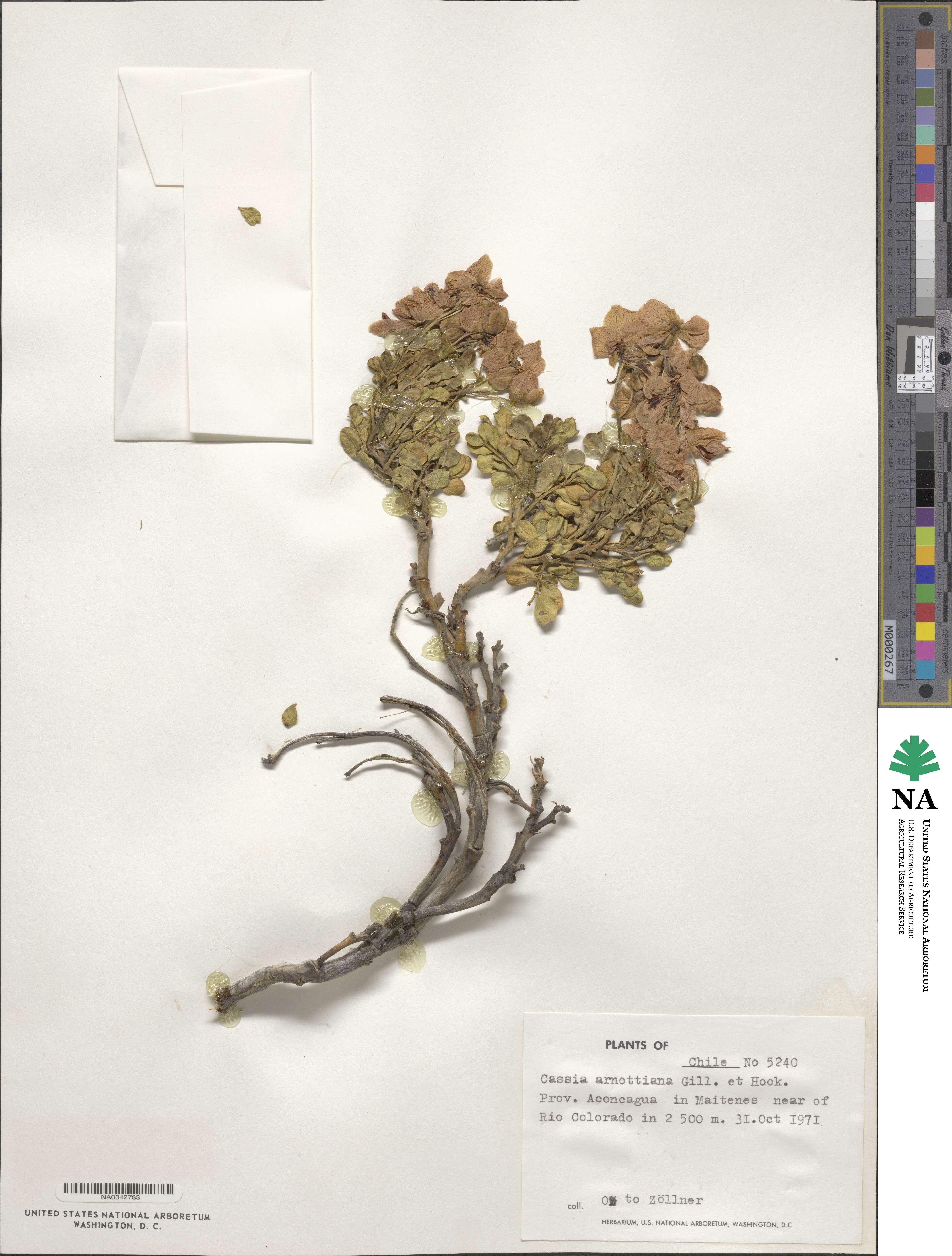 Senna arnottiana image