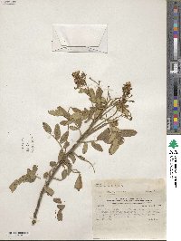 Senna aurantia image