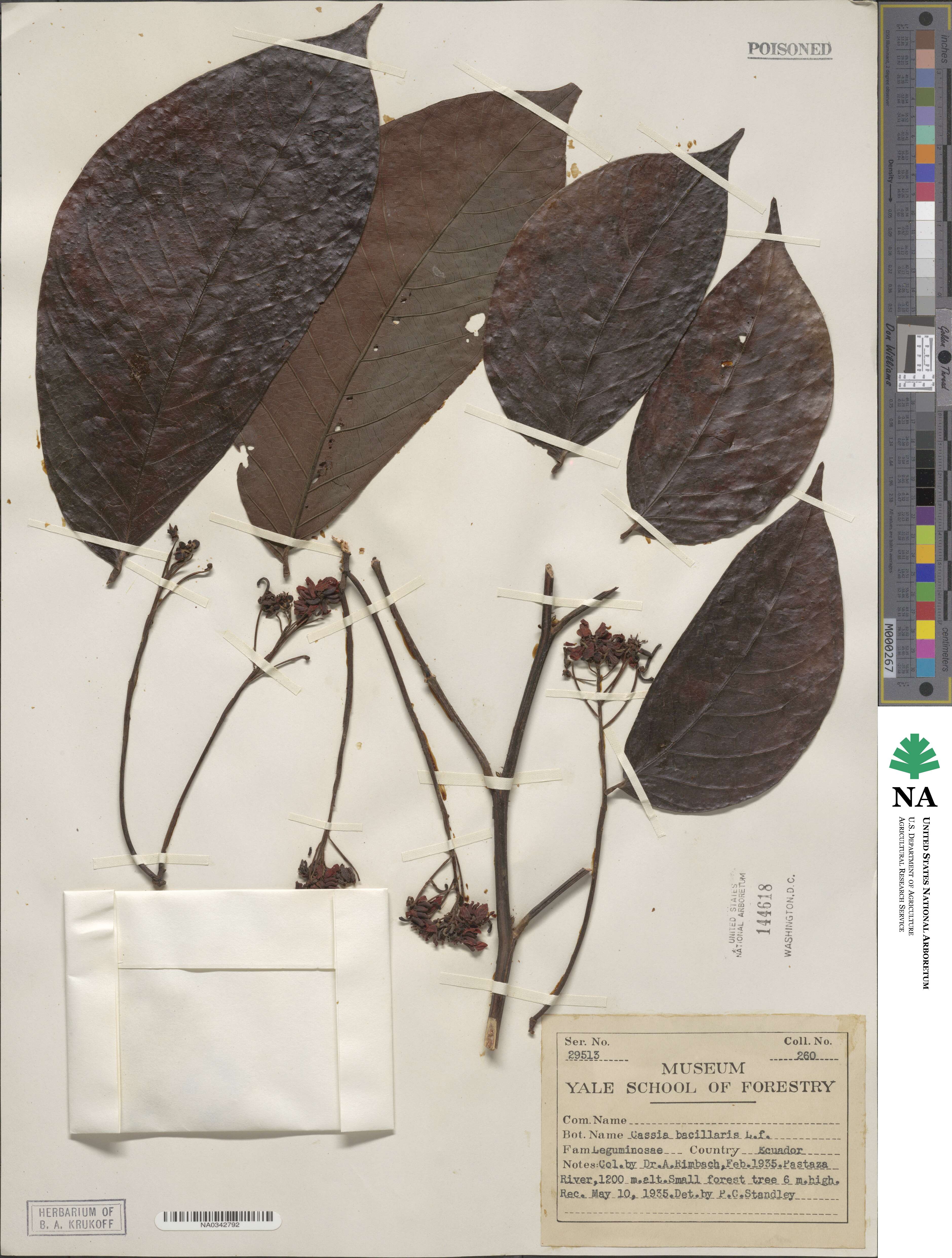Senna bacillaris image