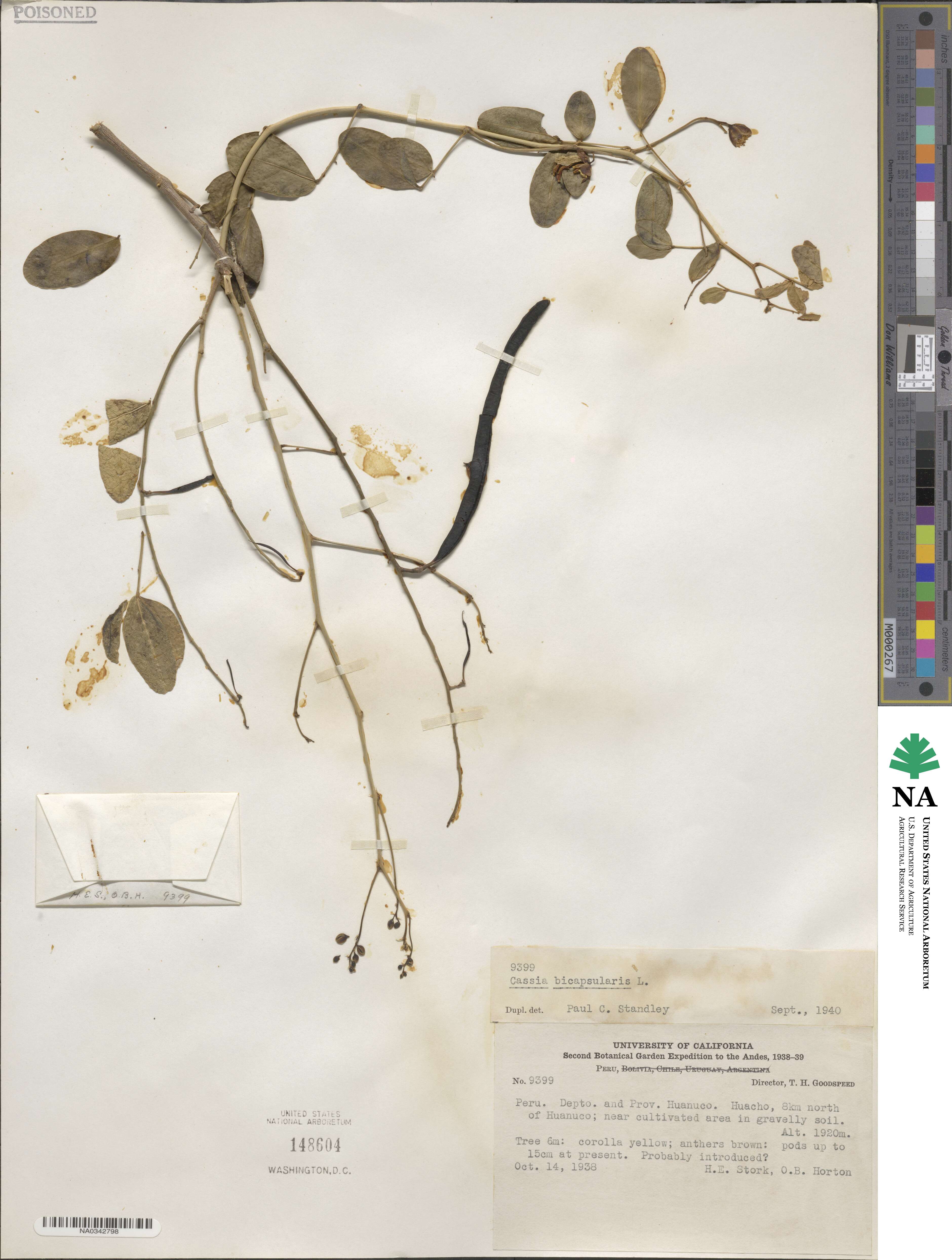 Senna bicapsularis image