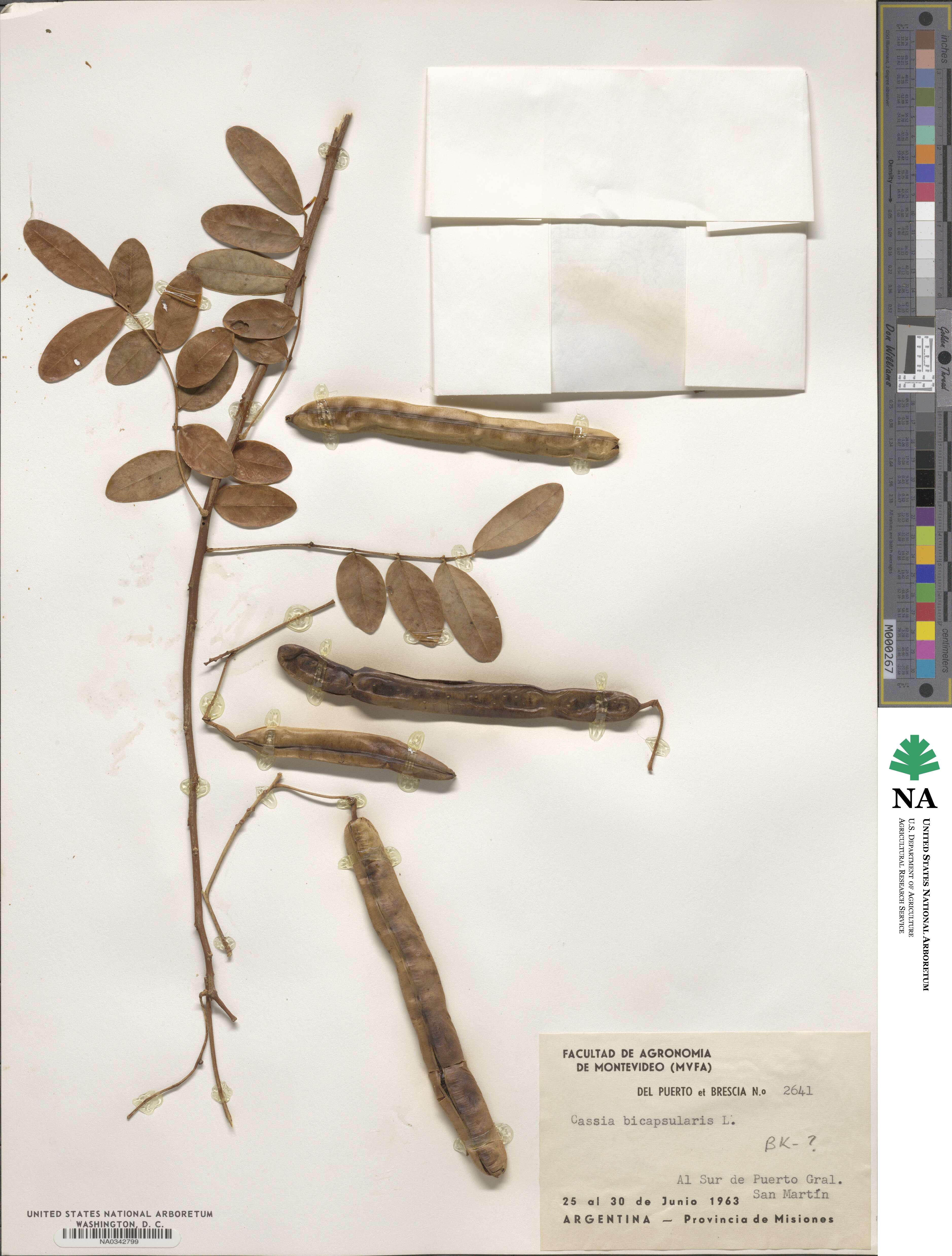 Senna bicapsularis image