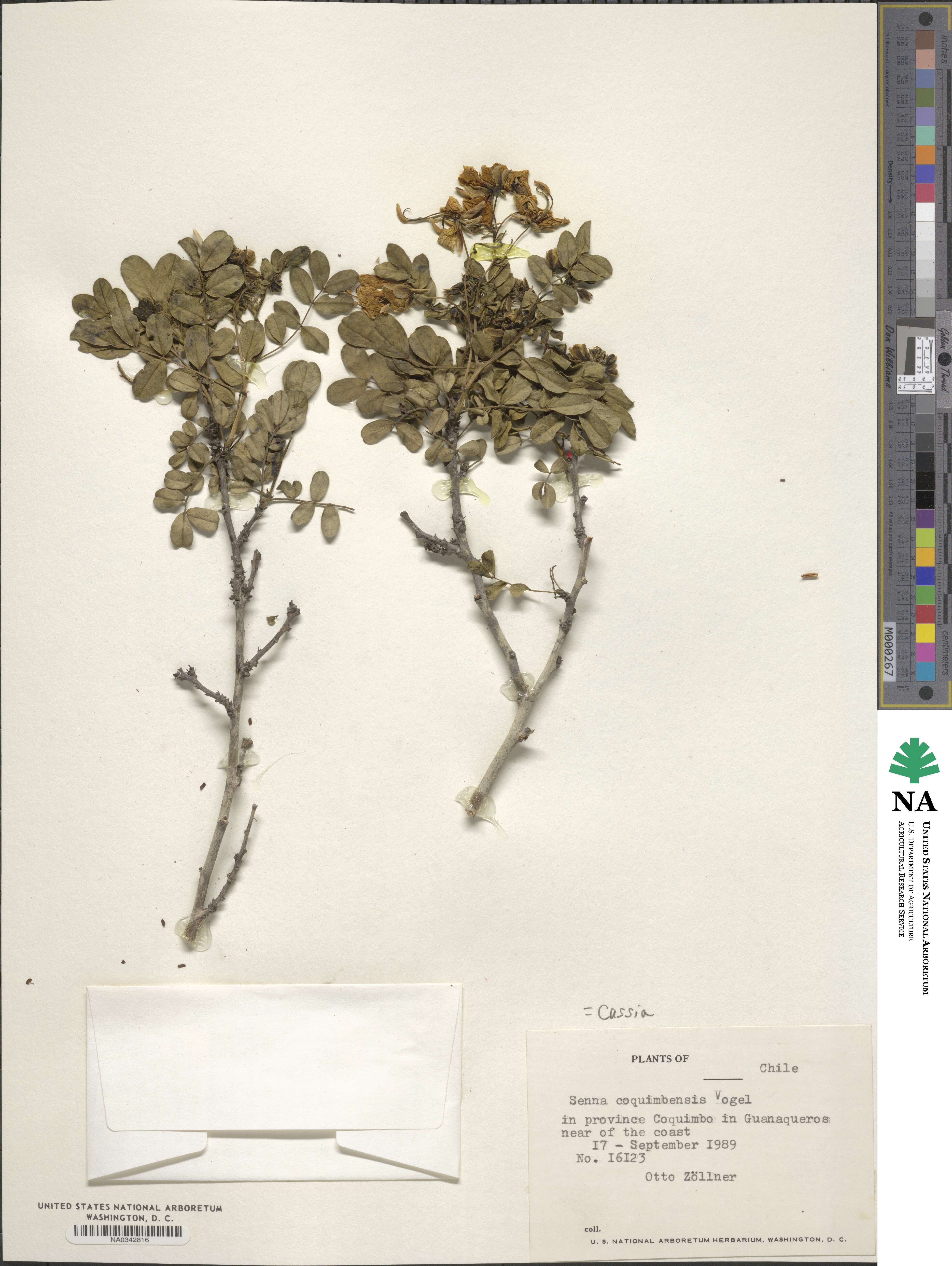 Senna cumingii var. coquimbensis image