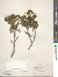 Senna cumingii var. coquimbensis image