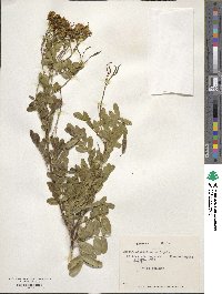 Senna cumingii var. coquimbensis image