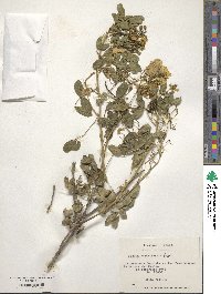 Senna cumingii var. coquimbensis image