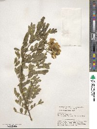 Senna cumingii image