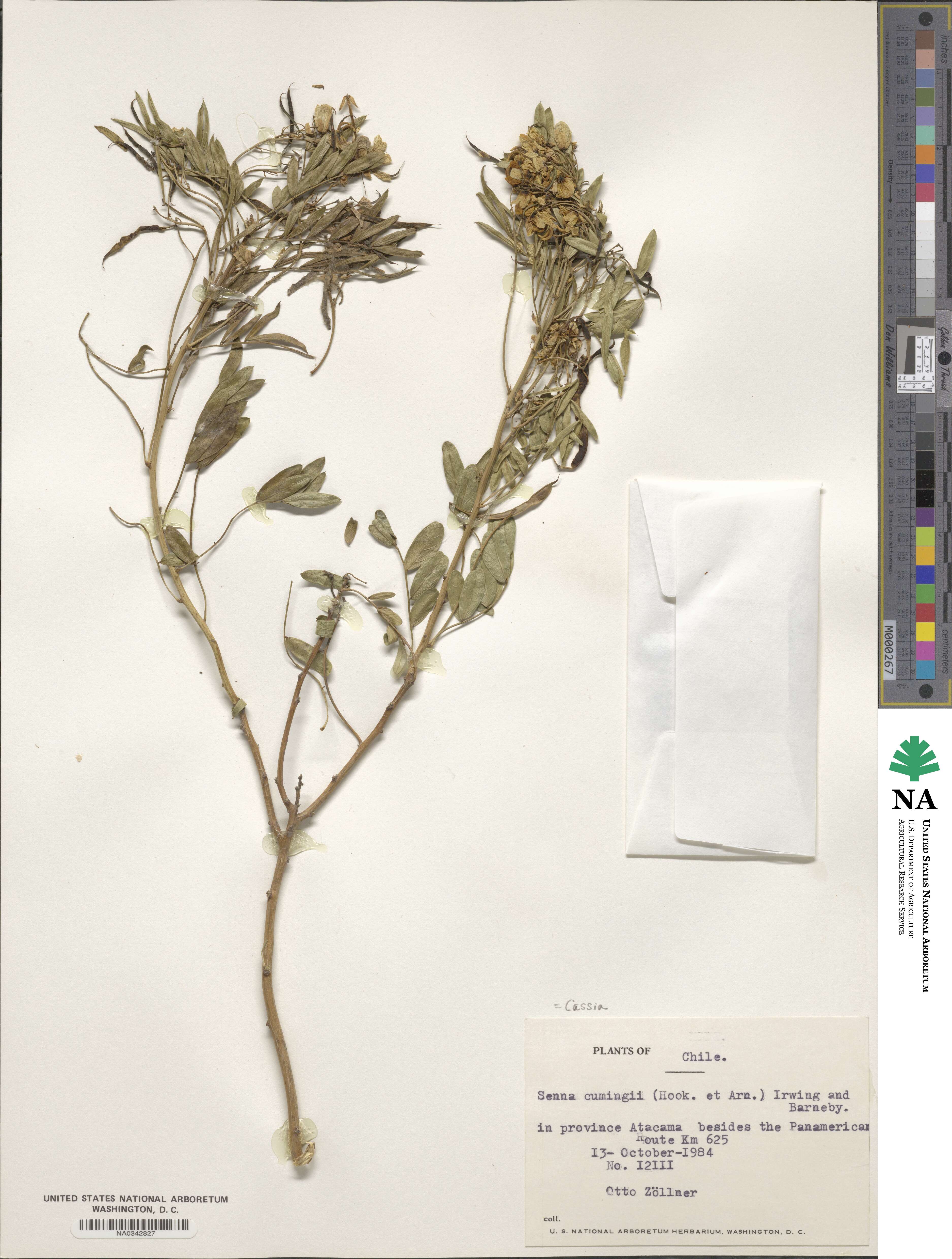 Senna cumingii image