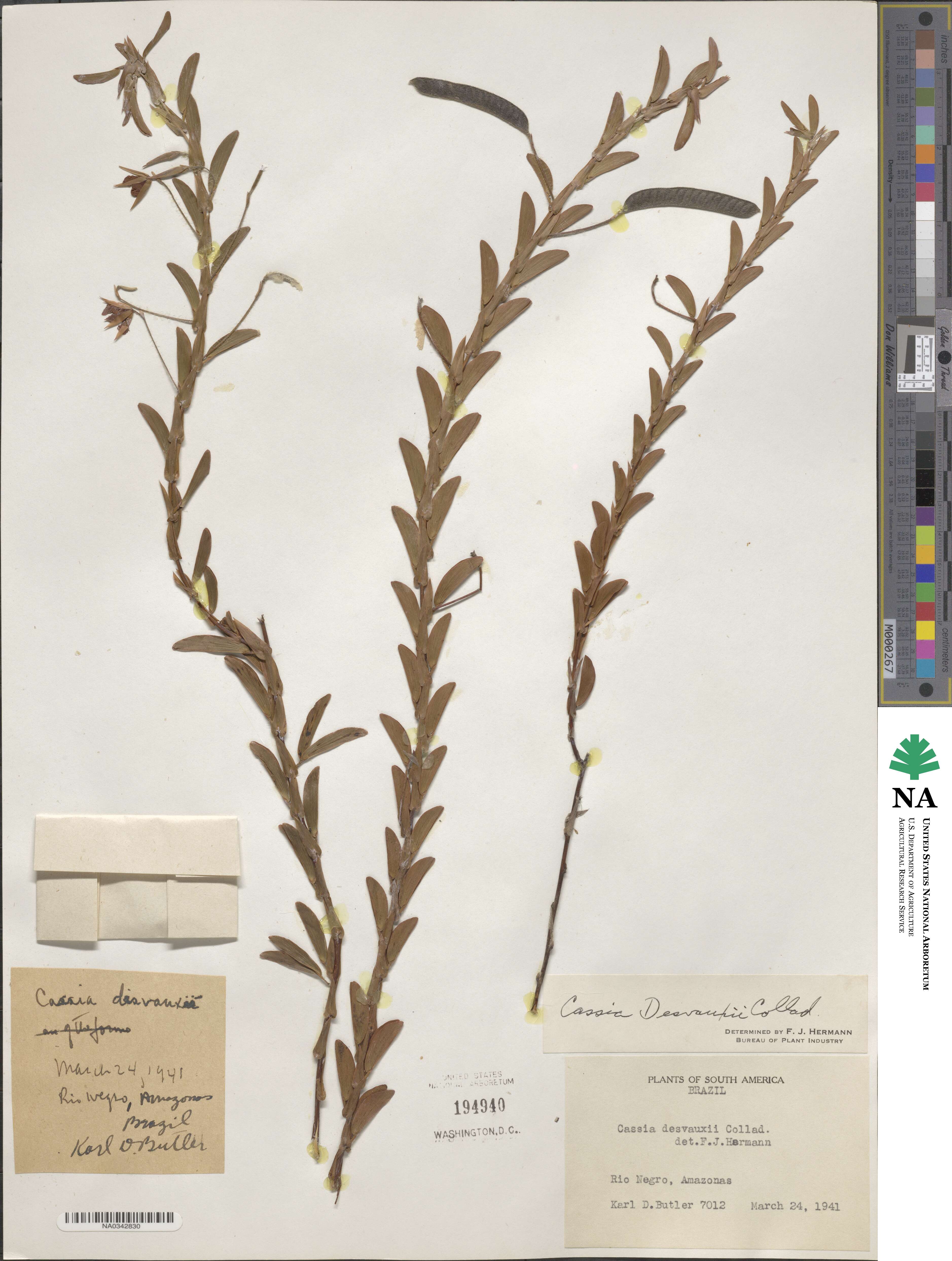Chamaecrista desvauxii image