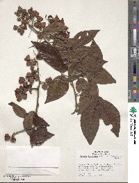 Senna bacillaris image