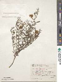 Chamaecrista desvauxii image