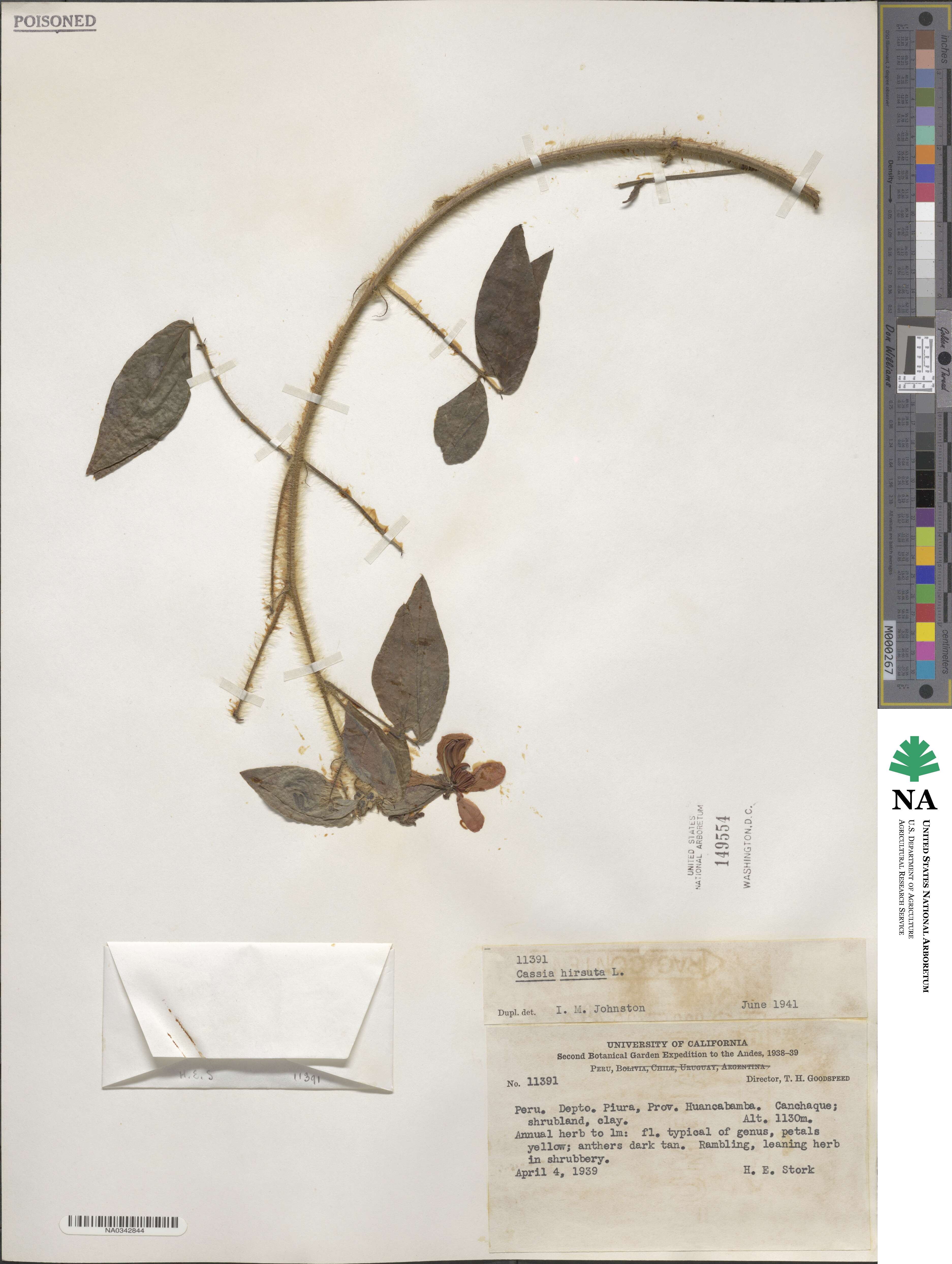 Cassia hirsuta image