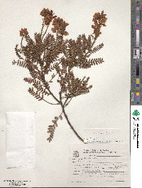 Image of Chamaecrista incana