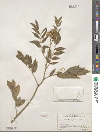 Senna hirsuta image