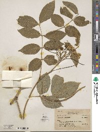 Senna hirsuta image