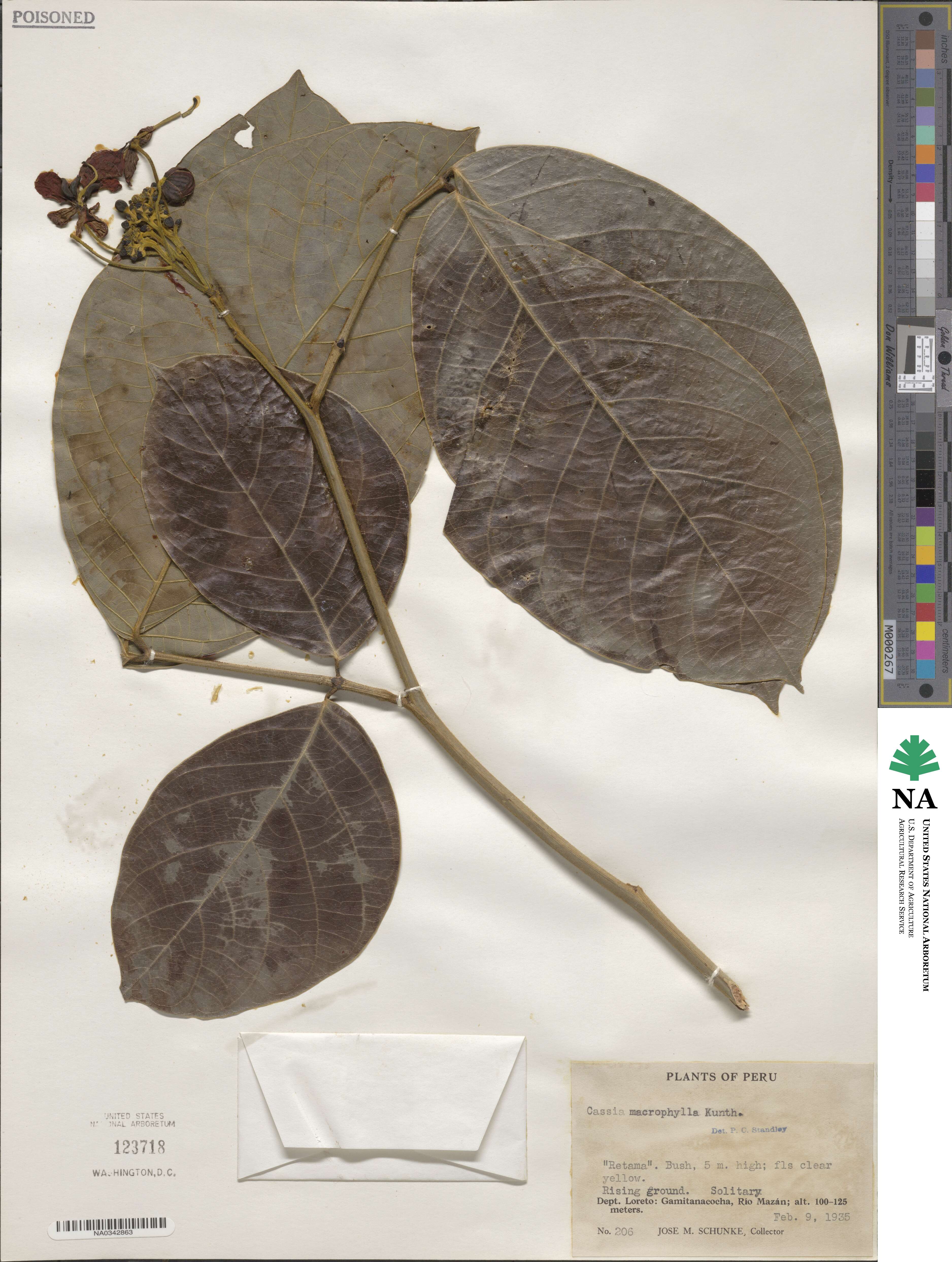 Senna macrophylla image