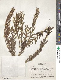 Chamaecrista nictitans subsp. patellaria image