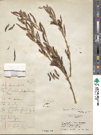 Chamaecrista nictitans subsp. patellaria image