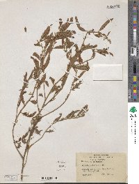 Chamaecrista nictitans subsp. patellaria image