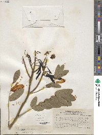 Senna pistaciifolia image