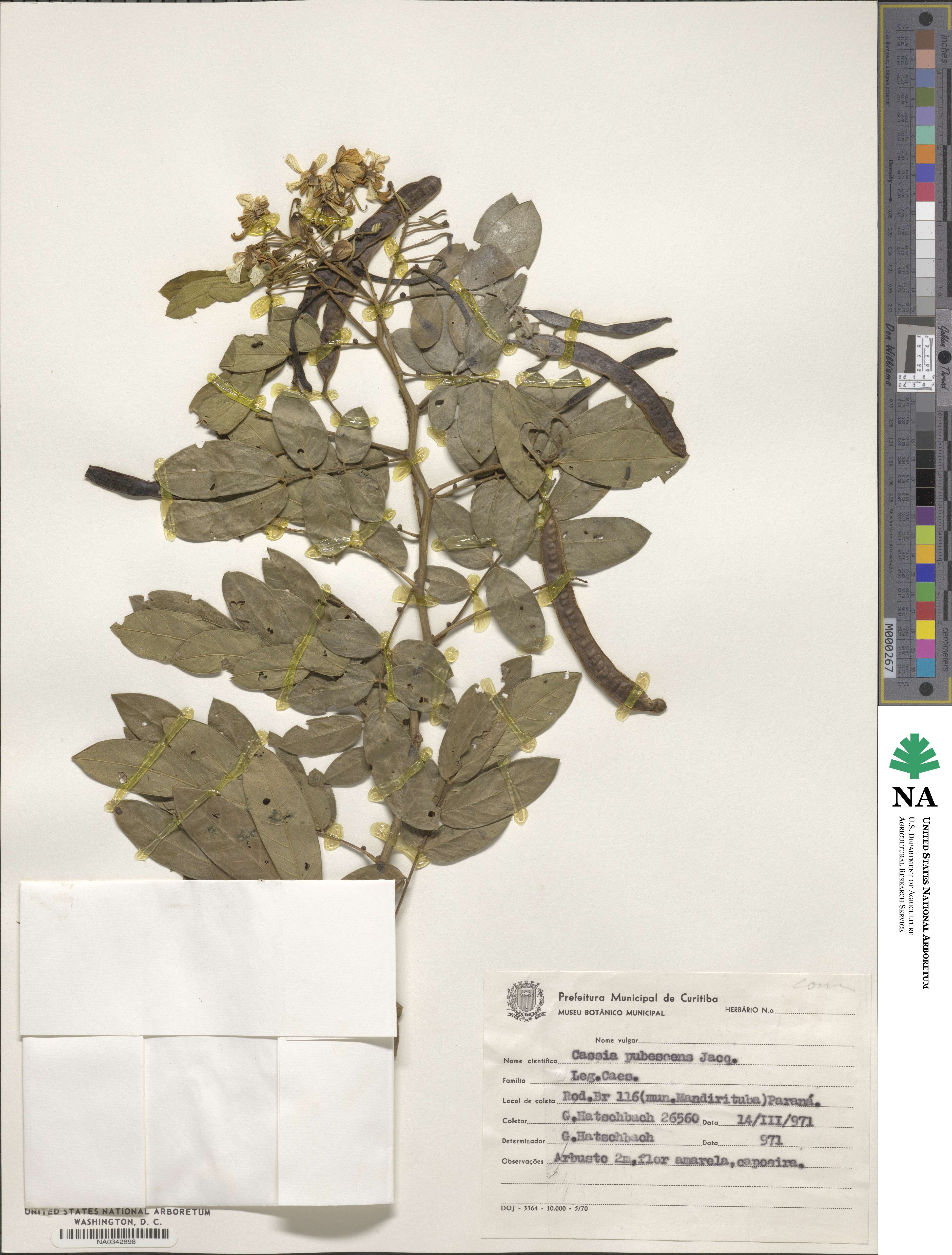 Cassia pubescens image