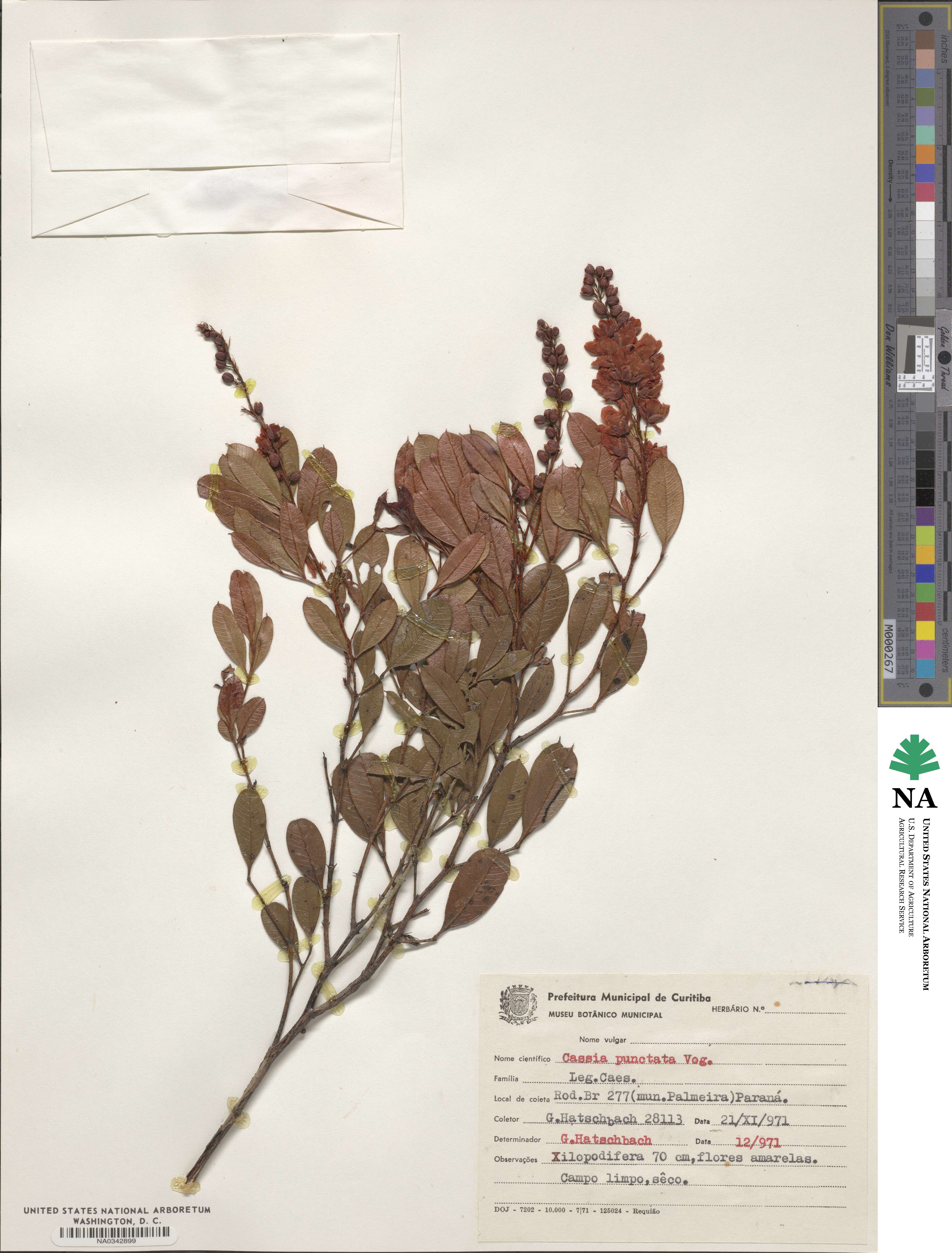 Cassia punctata image