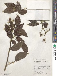 Senna quinquangulata image