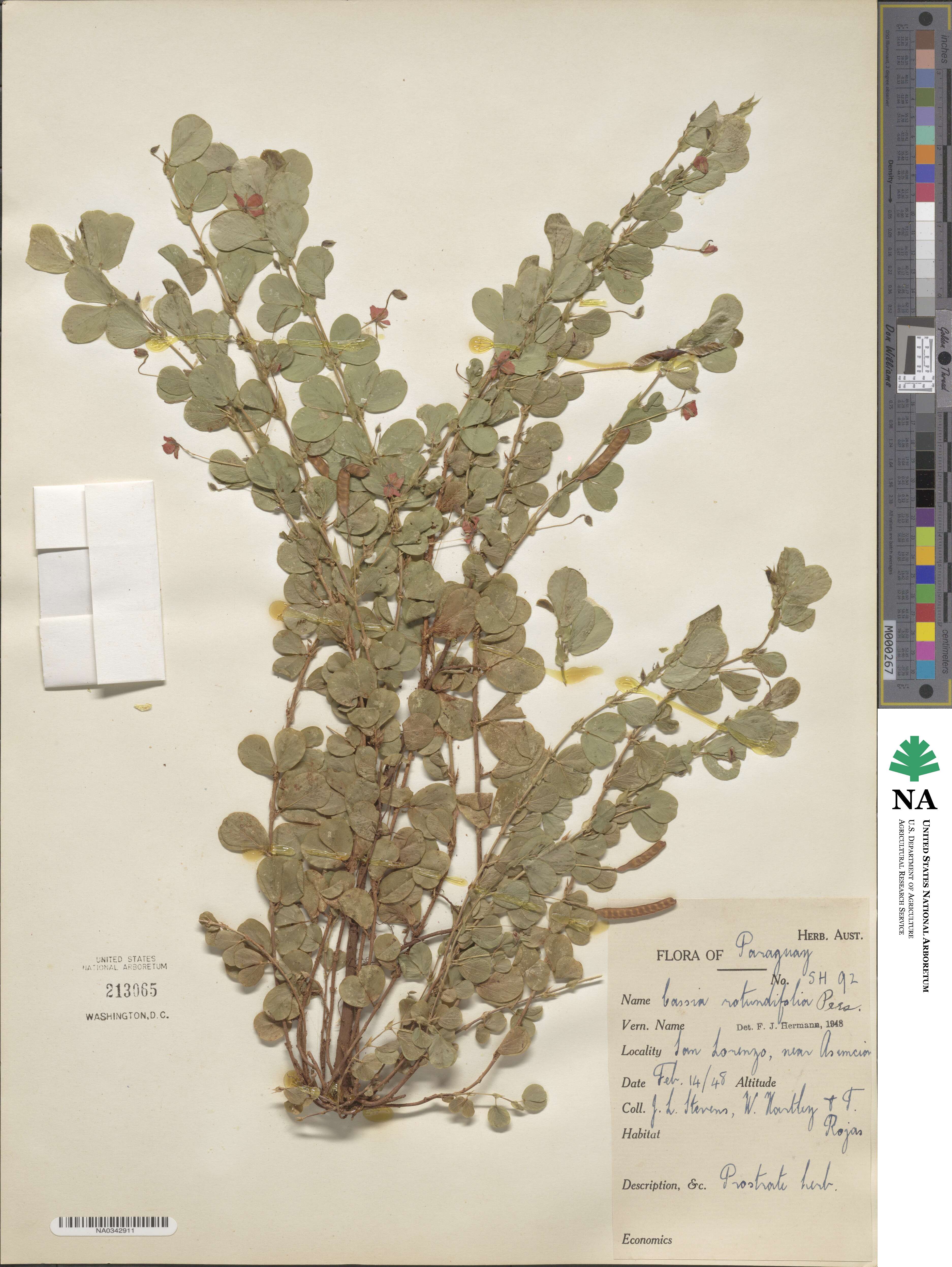 Chamaecrista rotundifolia image