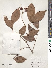 Cassia swartzioides image