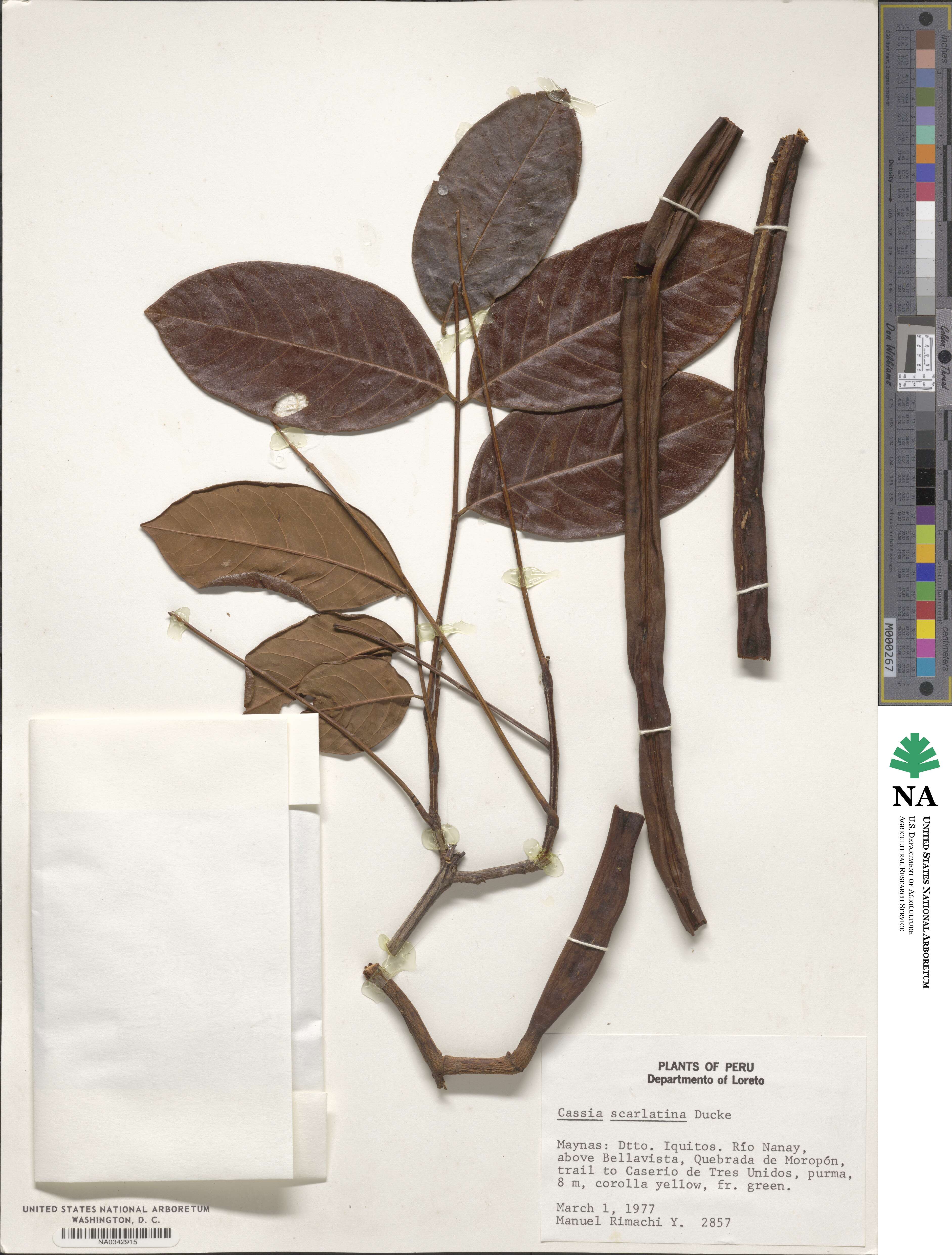 Cassia swartzioides var. scarlatina image