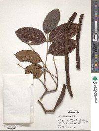 Cassia swartzioides image