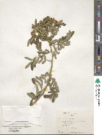 Cassia tomentosa image