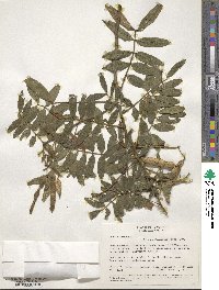 Cassia tomentosa image