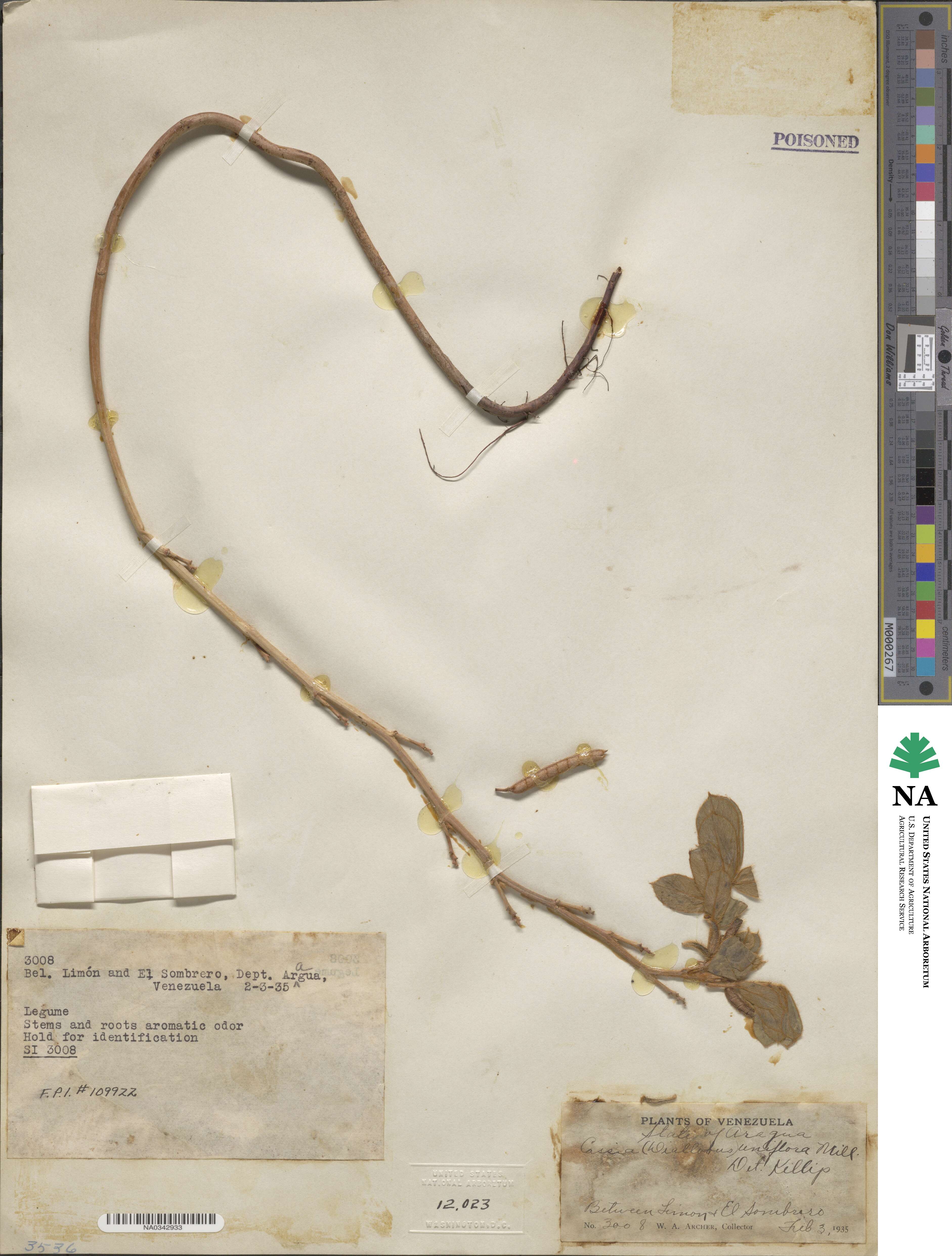Cassia uniflora image