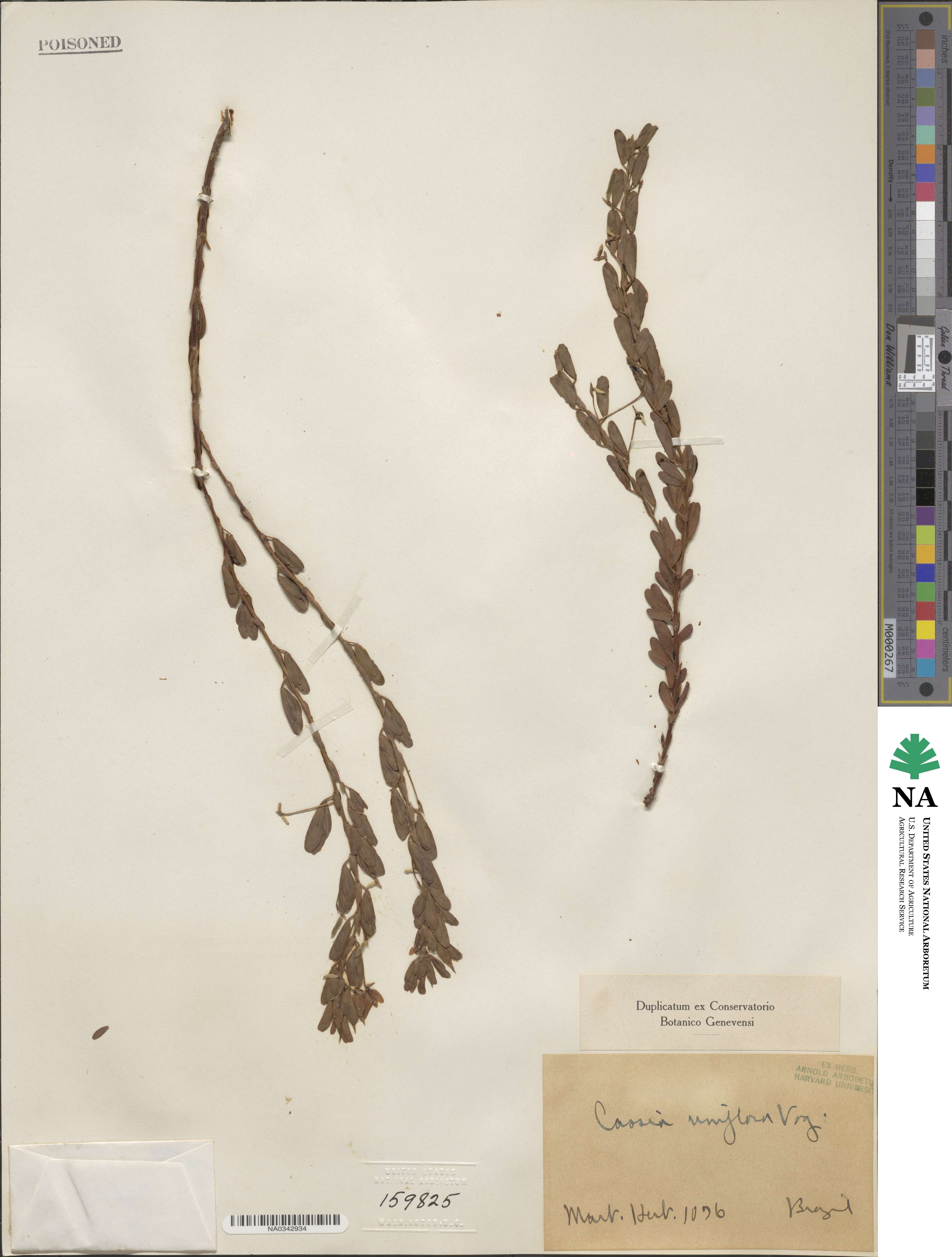 Cassia uniflora image