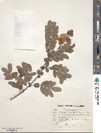 Image of Senna auriculata