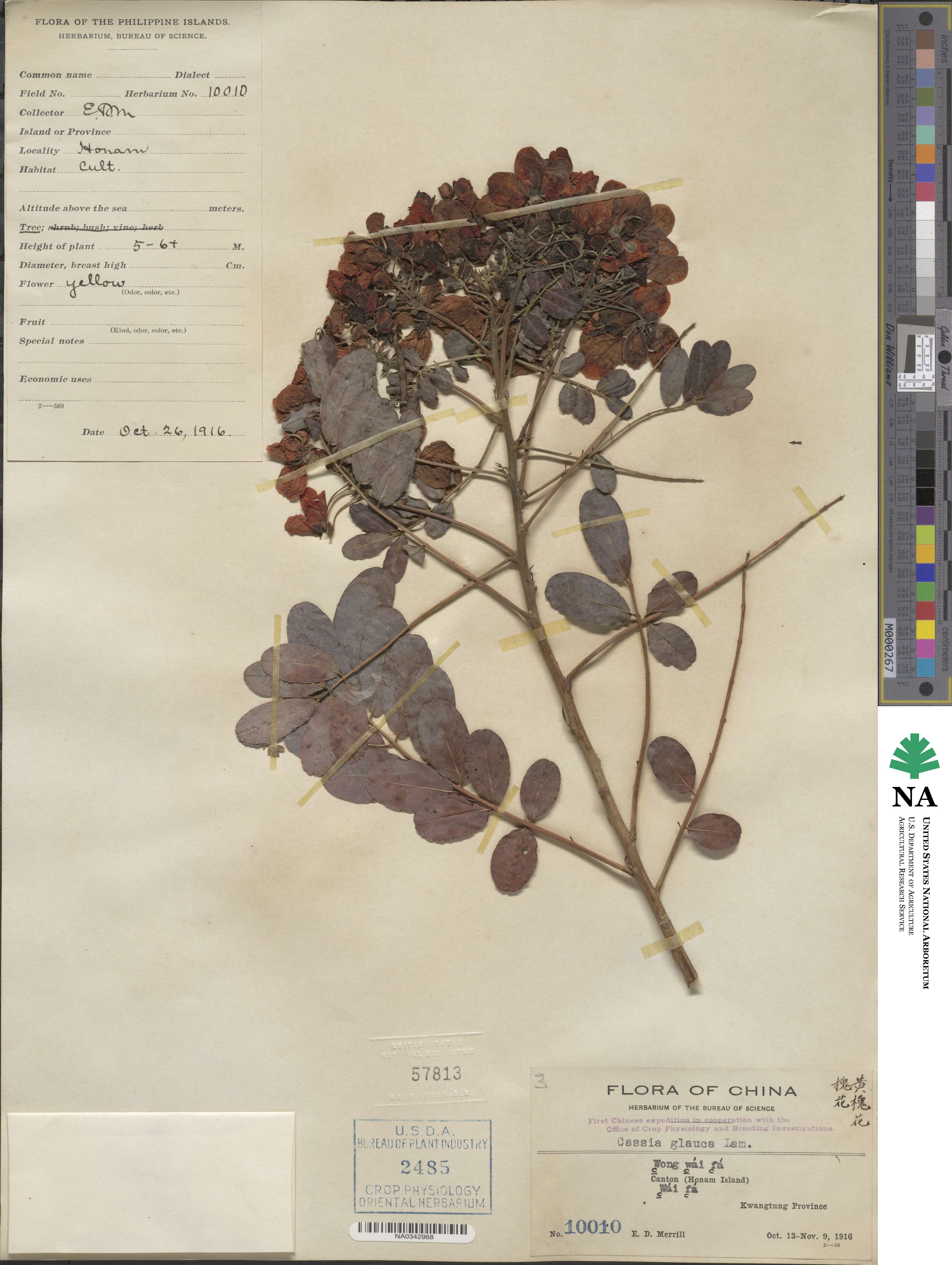 Senna sulfurea image
