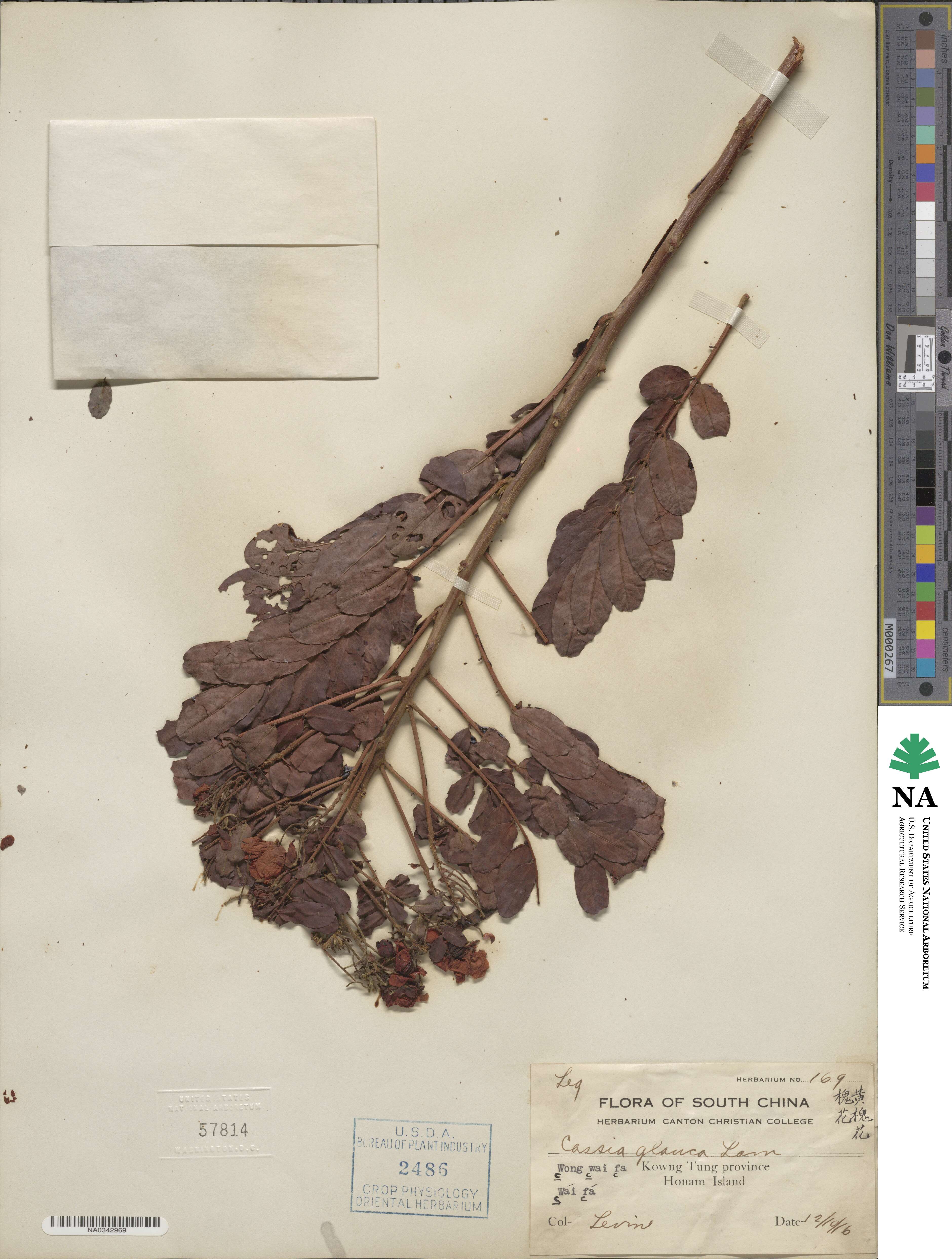 Senna sulfurea image