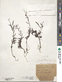 Chamaecrista mimosoides image