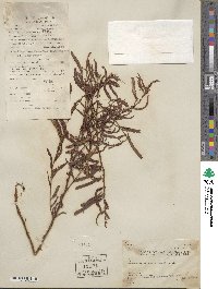 Chamaecrista mimosoides image