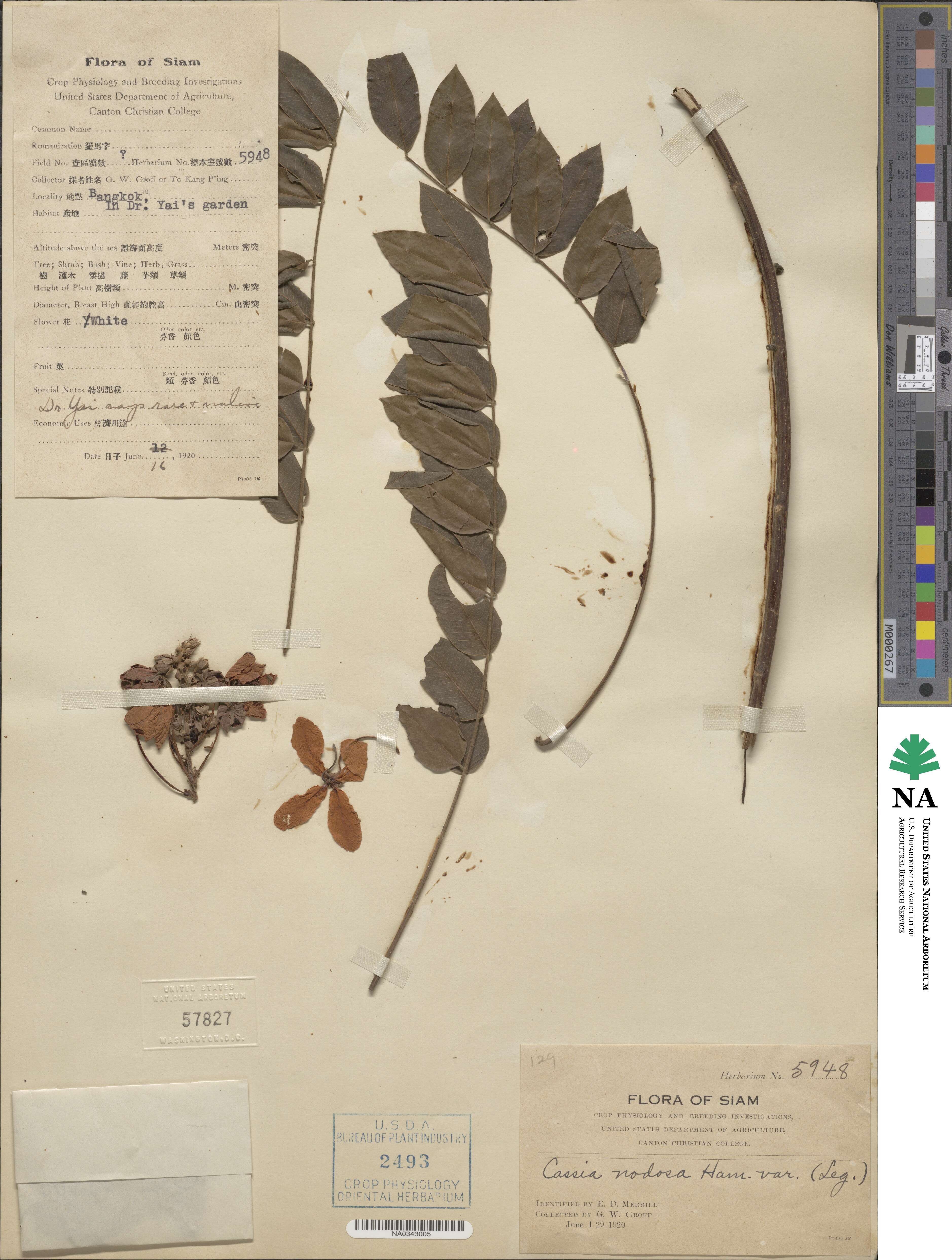 Cassia modosa image