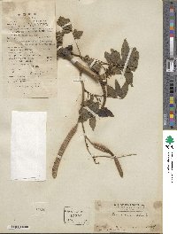 Senna occidentalis image