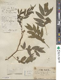 Senna occidentalis image