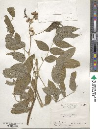 Senna occidentalis image