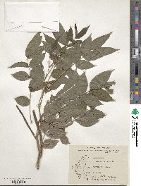 Senna occidentalis image