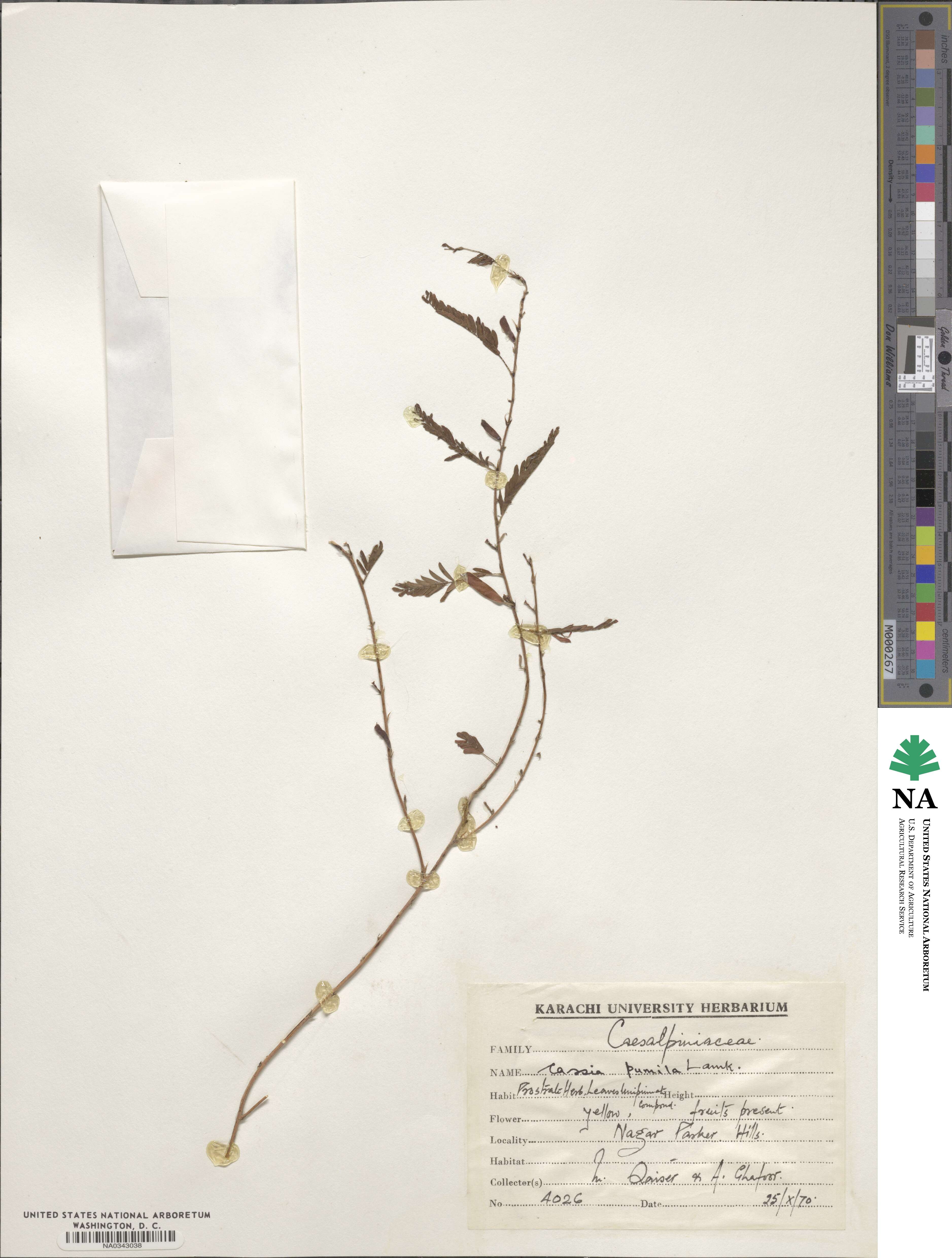 Cassia pumila image