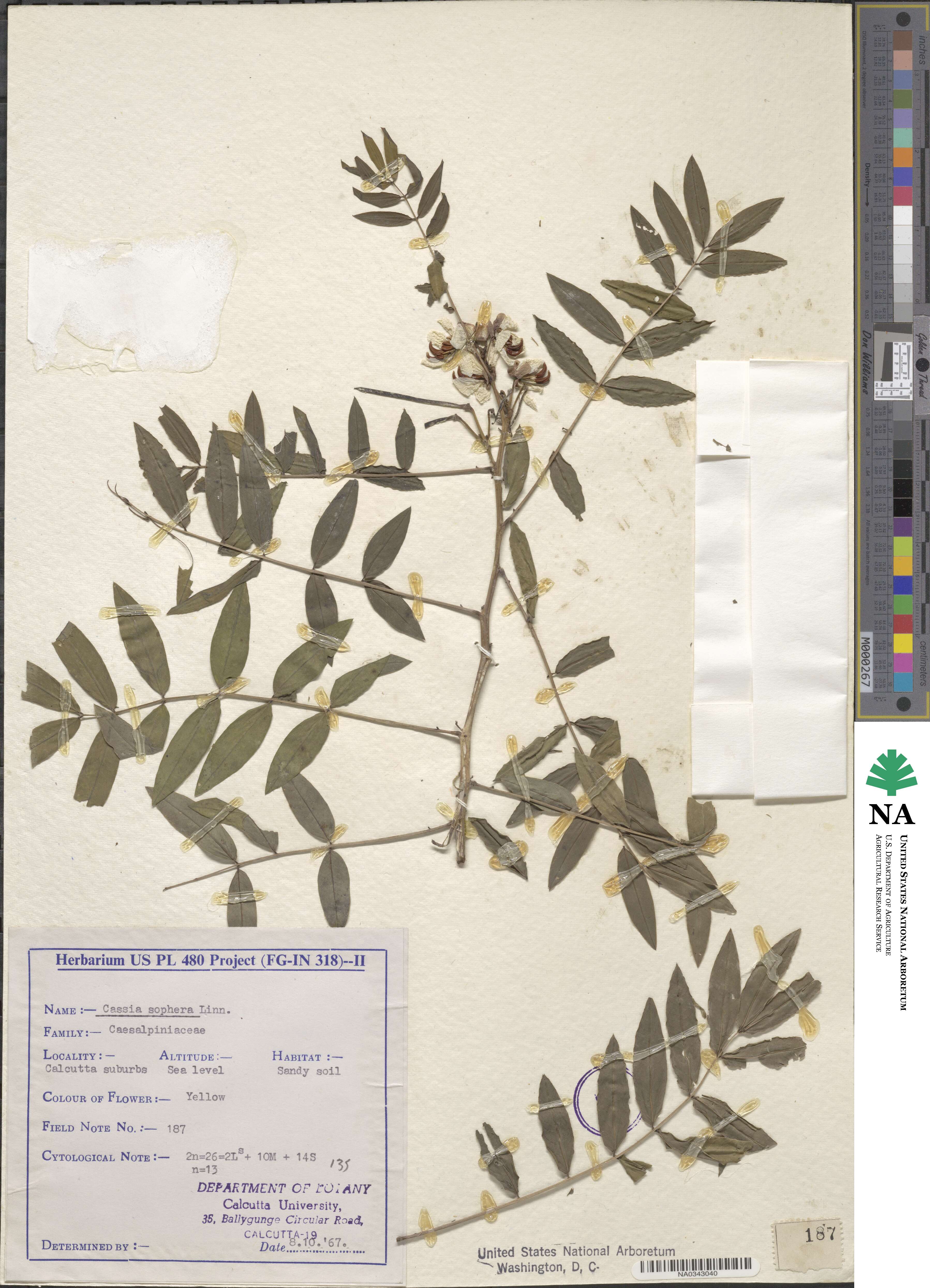 Cassia sophora image