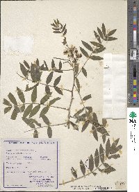 Cassia sophora image